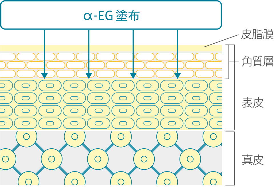 α-EG浸透イメージ